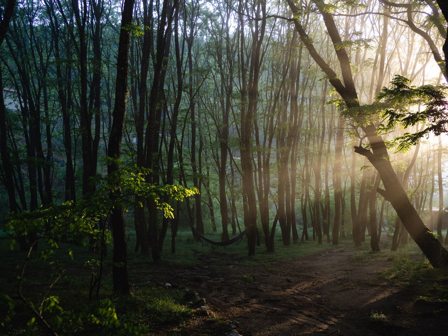Bosque con luz mística