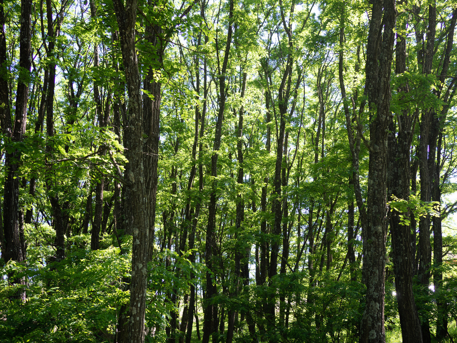 Bosque verde de Umepay
